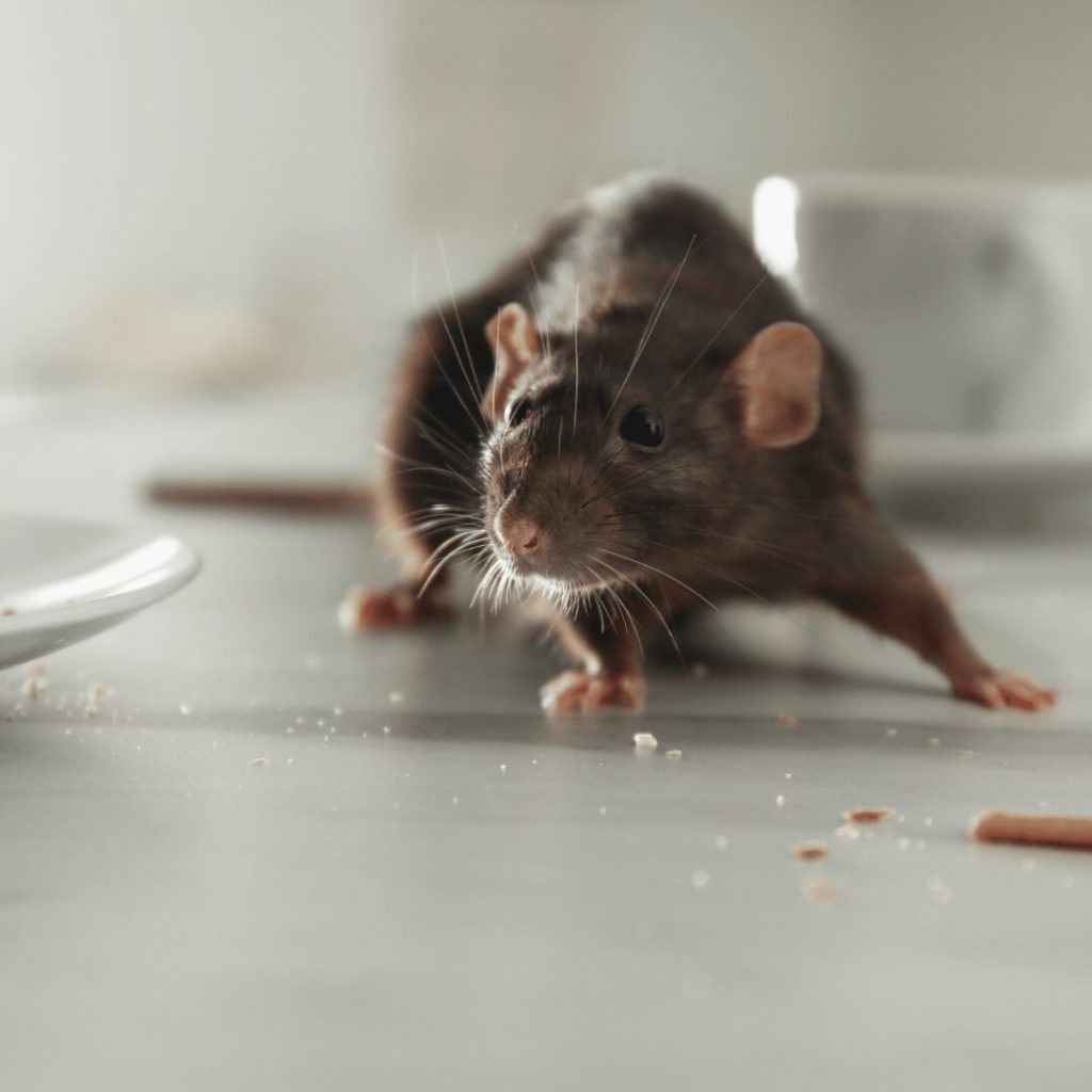 The Best Way to Get Rid of Mice: Proven Tips and Insights