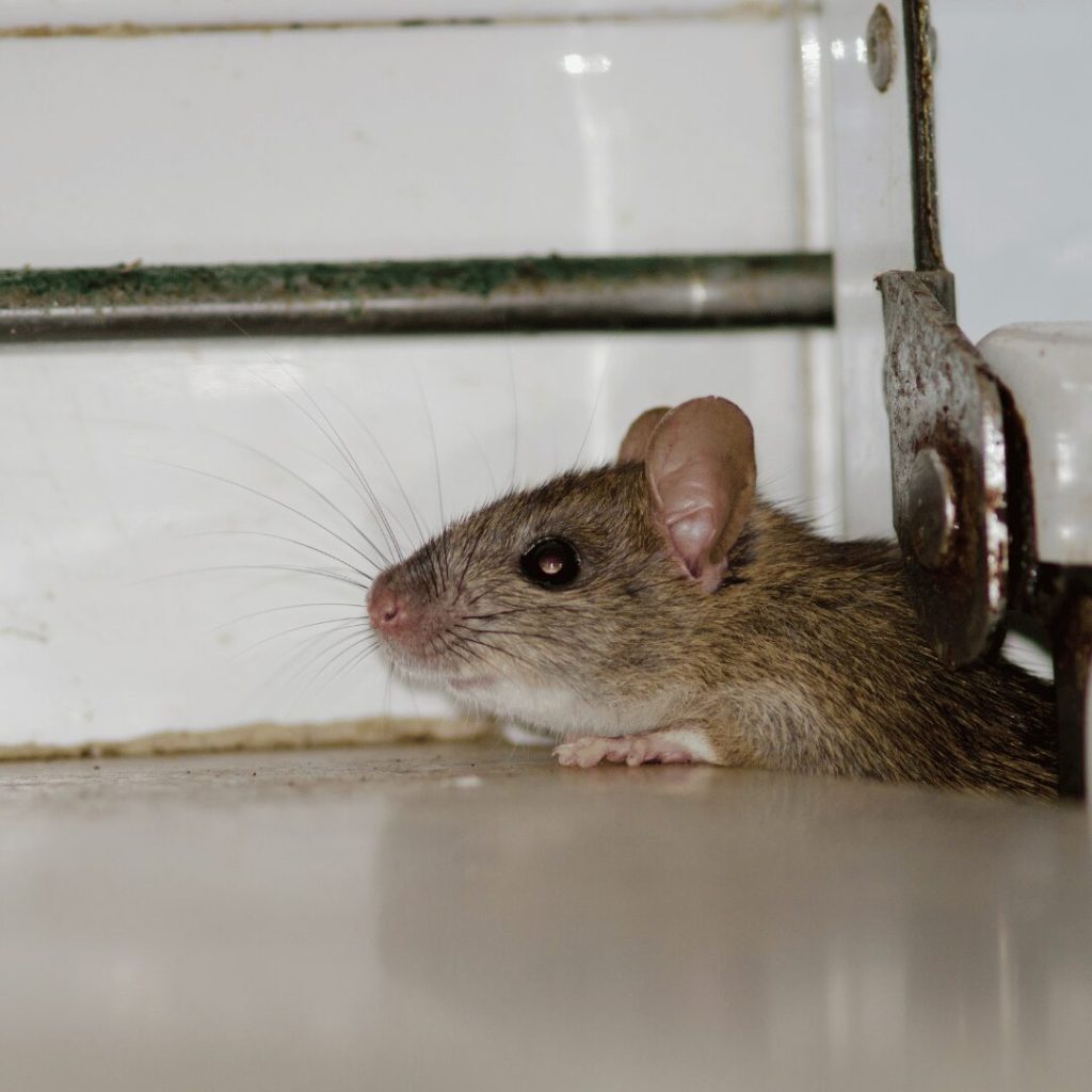 How to Solve Your Rat Problem: Effective Rodent Control and Prevention Tips
