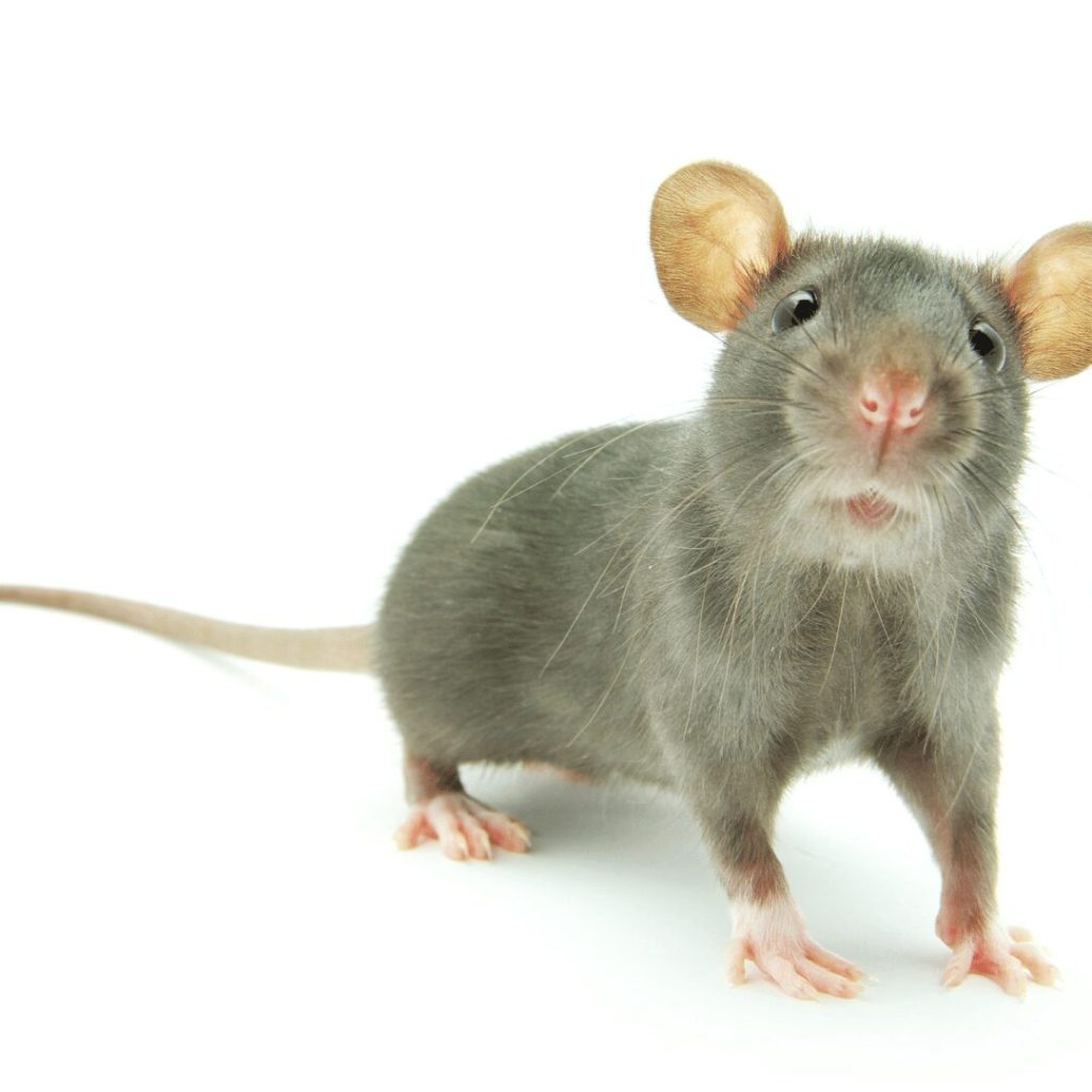 Effective Rats in Attic Removal: Expert Rodent Control Tips from Bama Exterminating