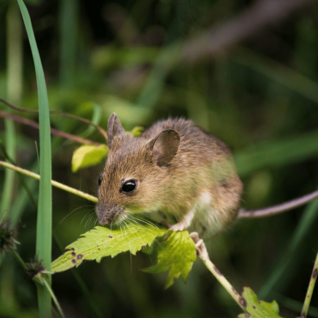 Effective Mice Control in Tuscaloosa: Your Questions Answered
