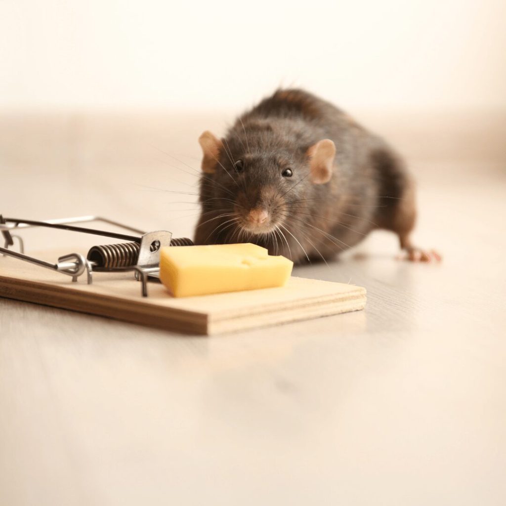 Get Rid of Mice in Your Tuscaloosa Home: A Bama Exterminating Guide