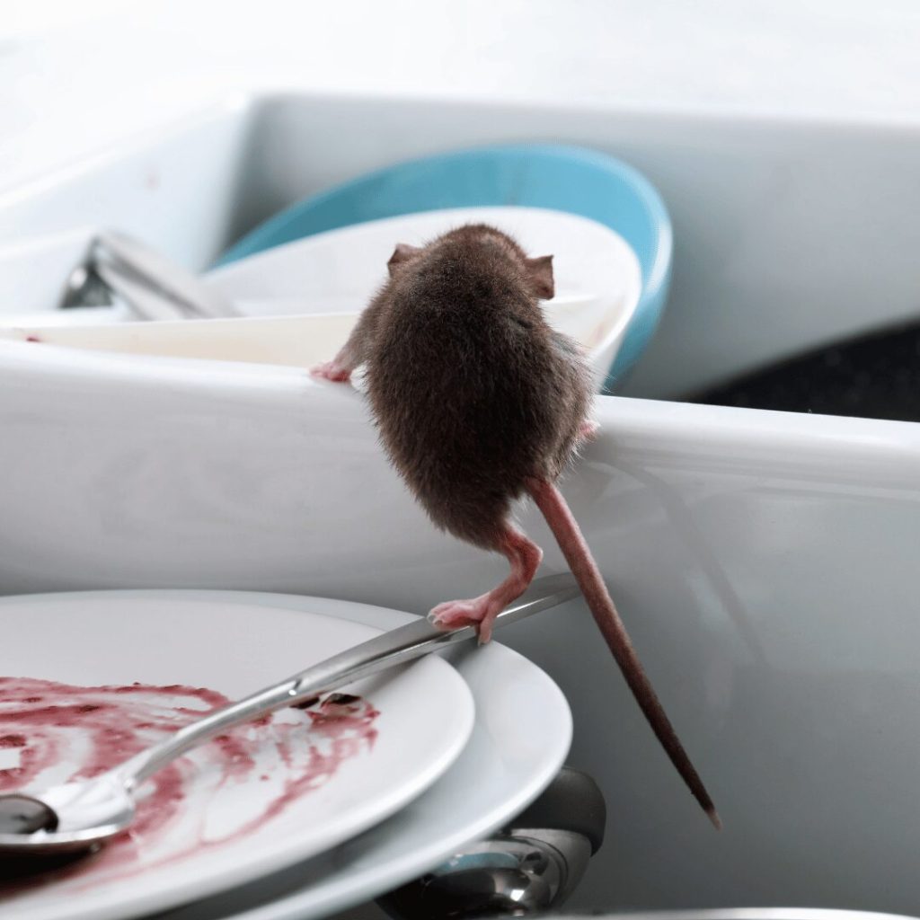 Effective Rat Control Services in Tuscaloosa: Your Guide to Permanent Pest Prevention