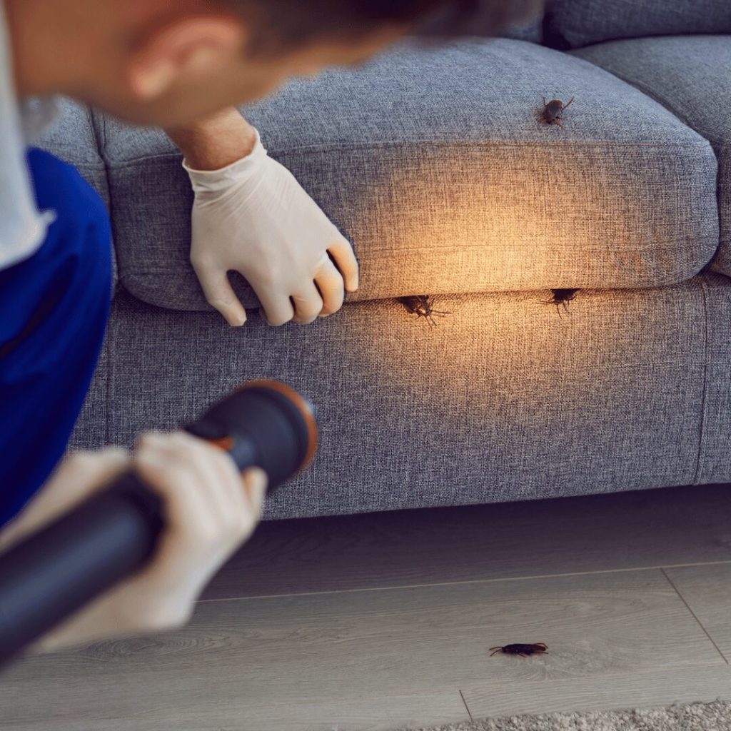 Keep Your Business Pest-Free with Effective Commercial Mice Control