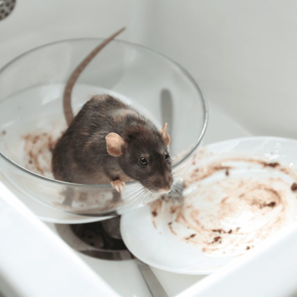 Effective Pest Control for Rats: How Bama Exterminating Keeps Your Home Safe