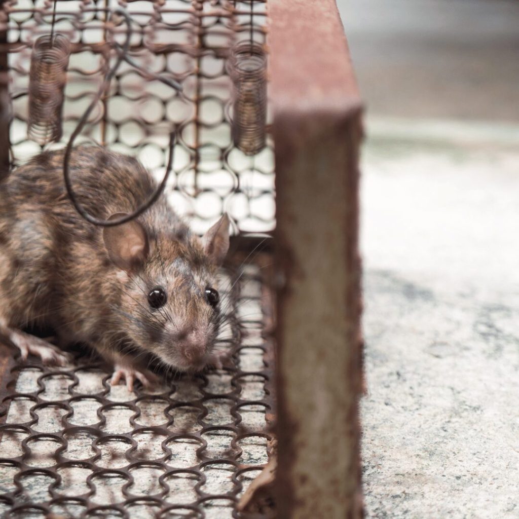 Effective Rat Control: How Bama Exterminating Keeps Your Home Safe