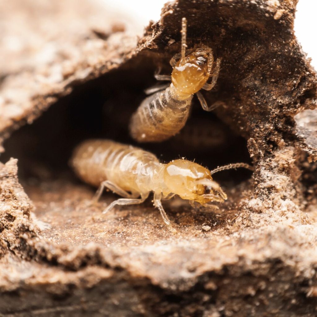Protect Your Home with Expert Termite Prevention Treatment in Tuscaloosa