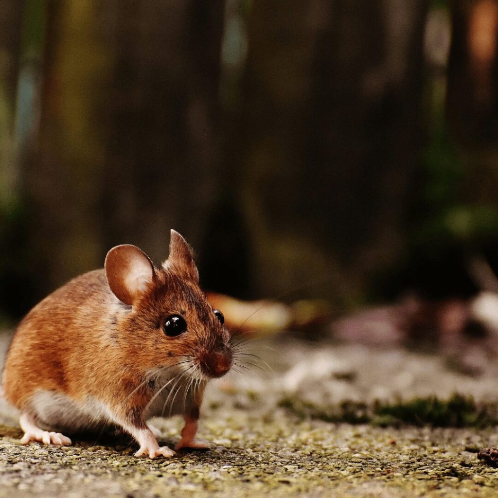 How Do Exterminators Get Rid of Mice? Expert Rodent Control Tips from Bama Exterminating