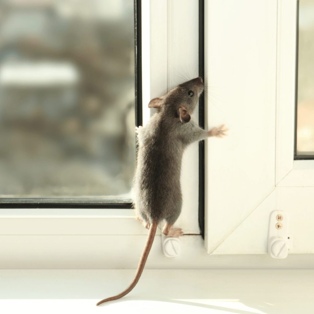 Mouse climbing a window frame