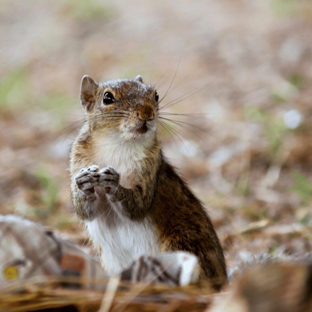 Squirrel sitting on the ground