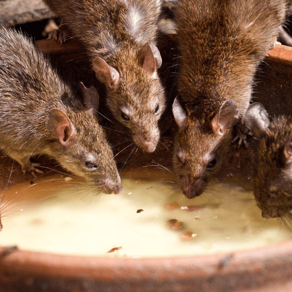 Group of rats eating from a bowl