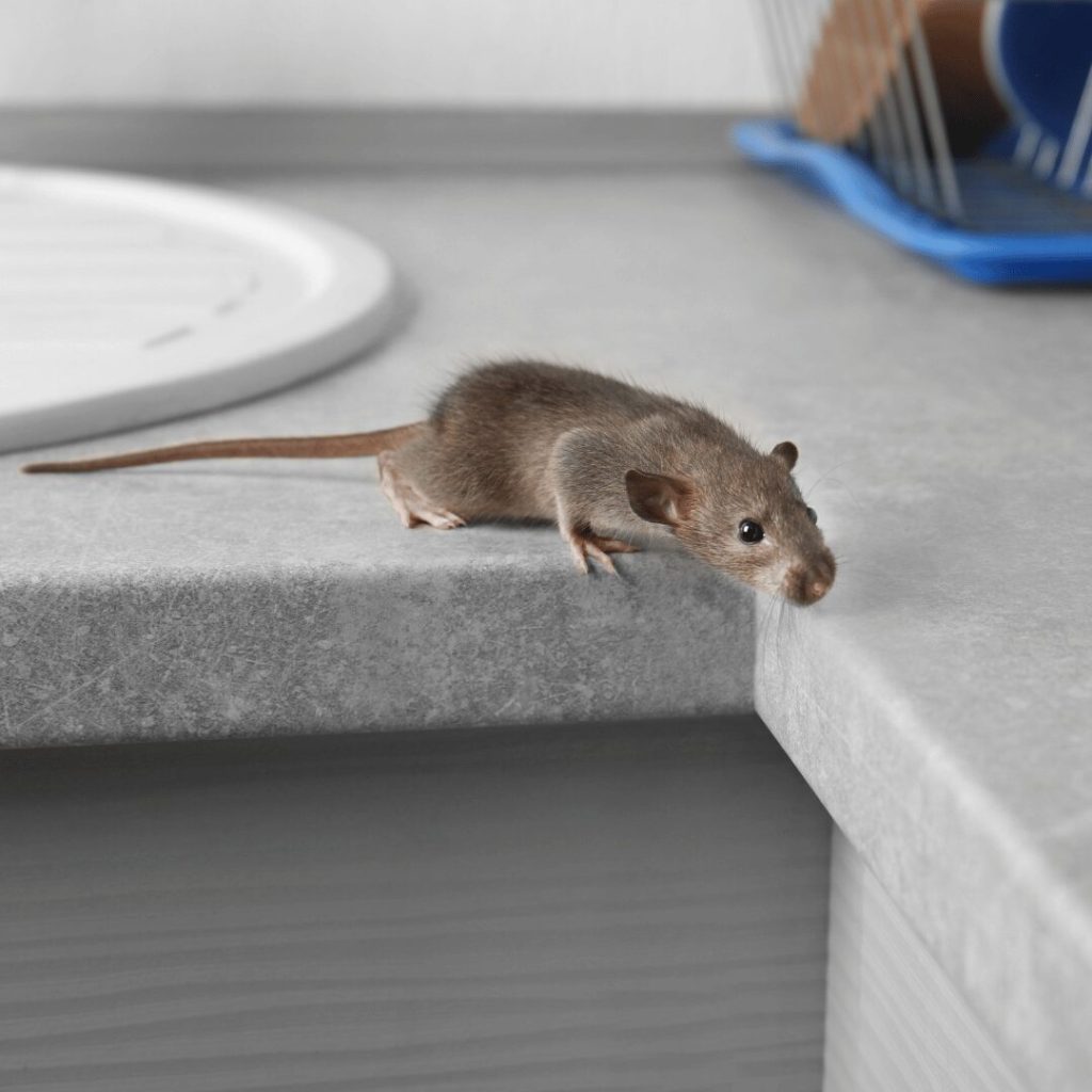 Rodent Proofing Services in Tuscaloosa: Keep Your Home Protected with Bama Exterminating
