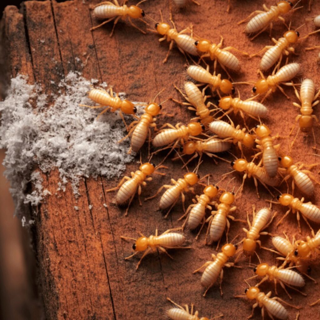 Termites and termite damage on wood