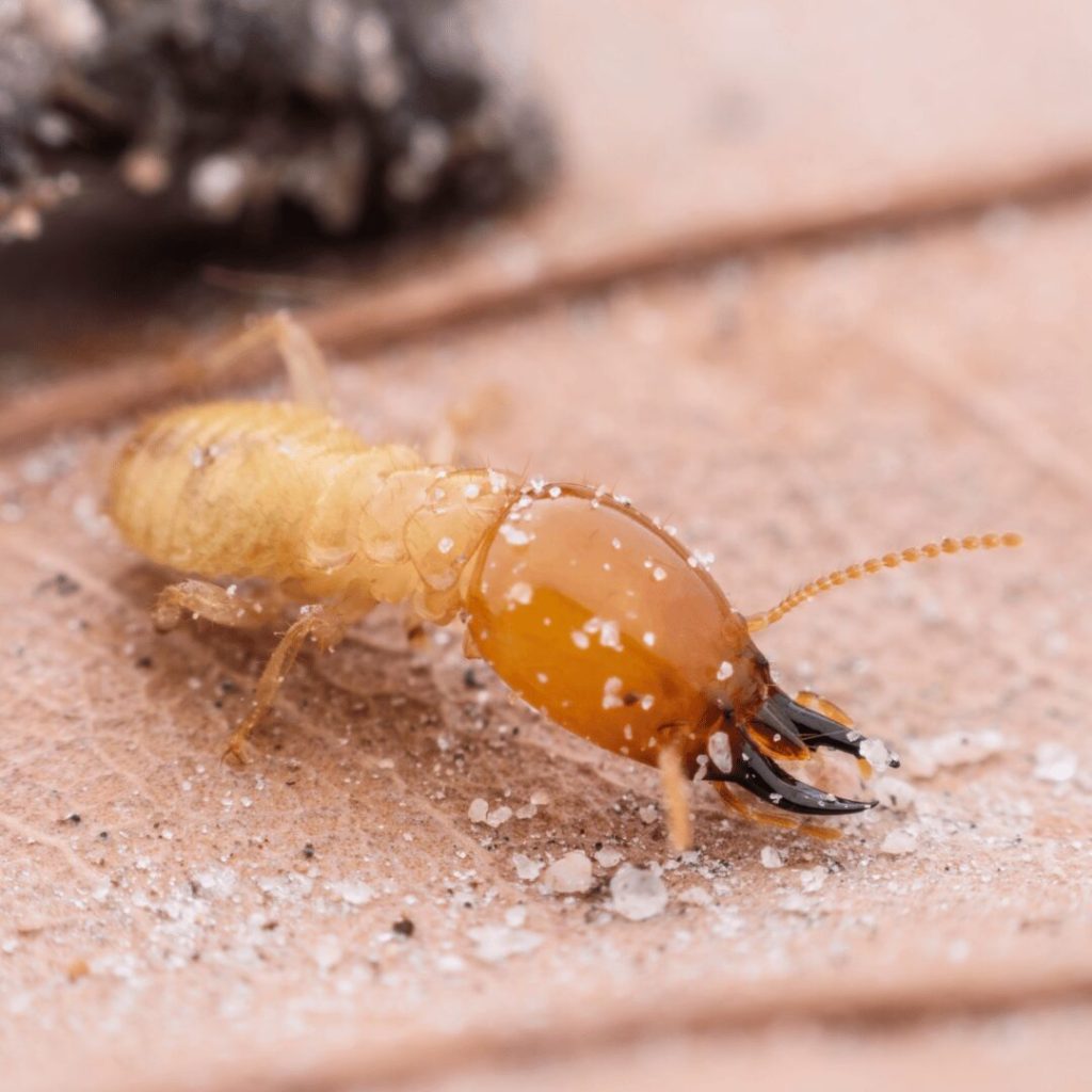 Close-up of a termite
