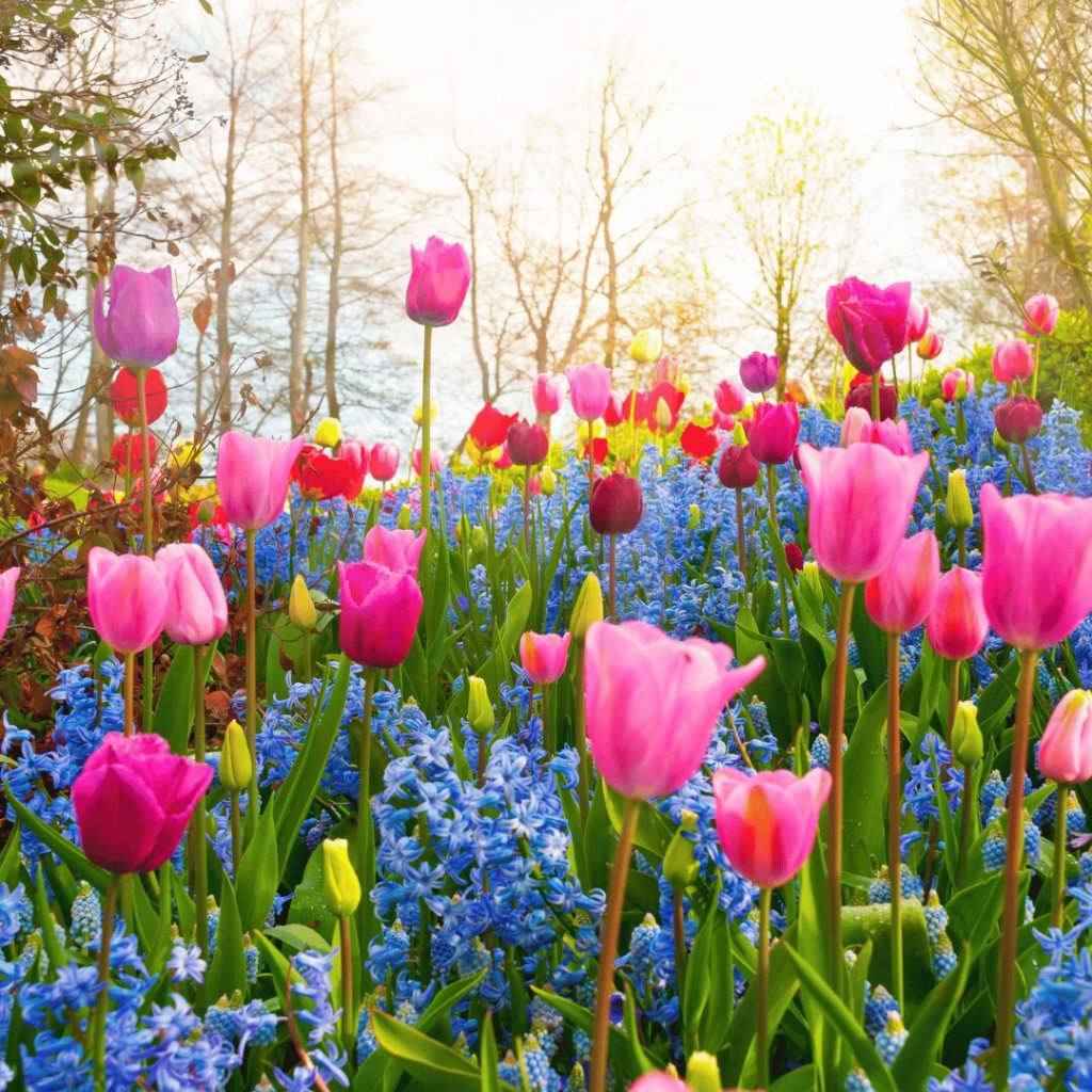 Spring tulip garden in bloom