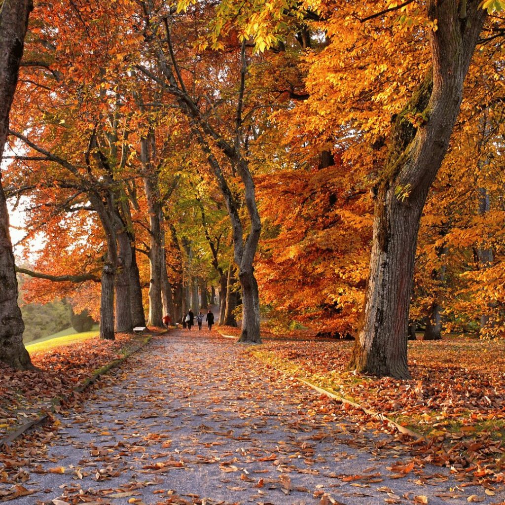 Tree-lined path covered in autumn leaves