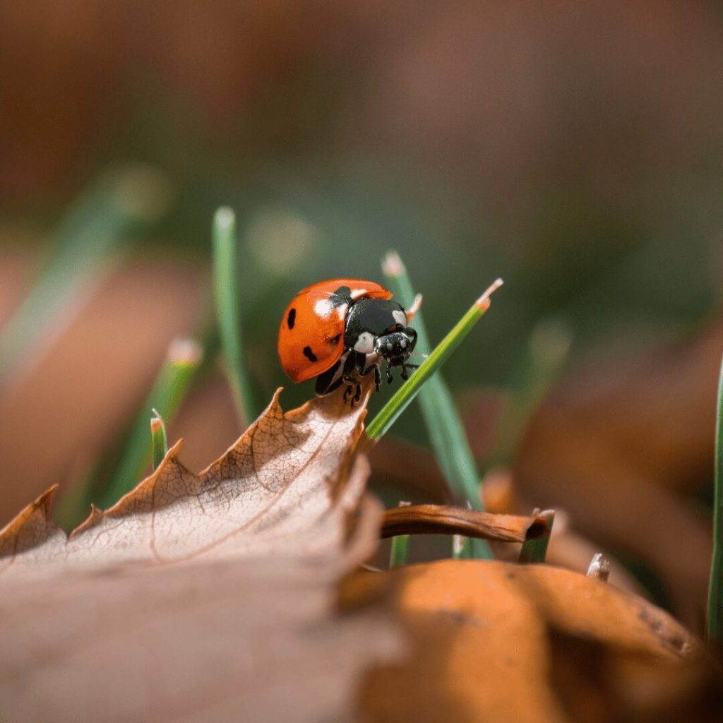 Ladybug on fallen autumn leaves