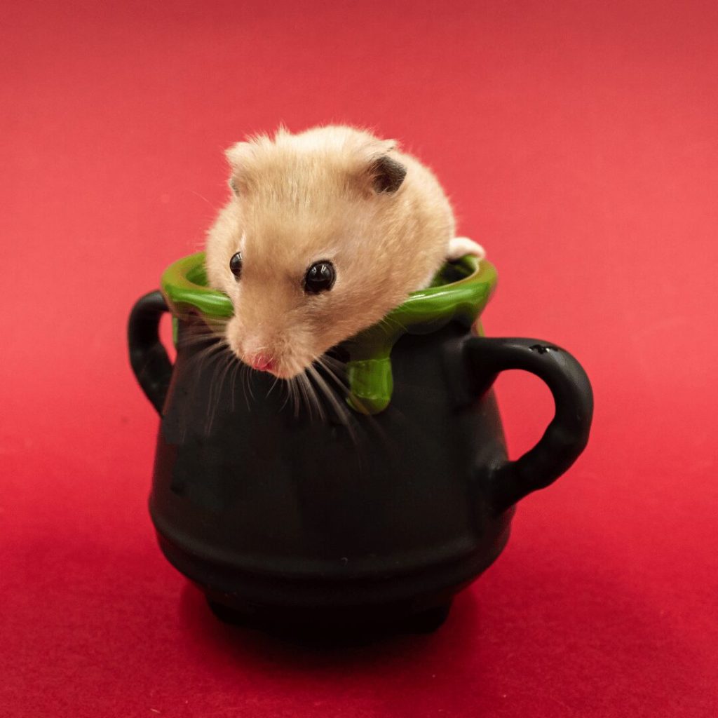 Mouse peeking out of a cooking pot