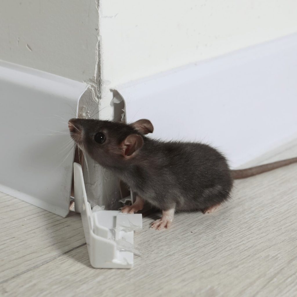 Mouse beside a trap along a baseboard