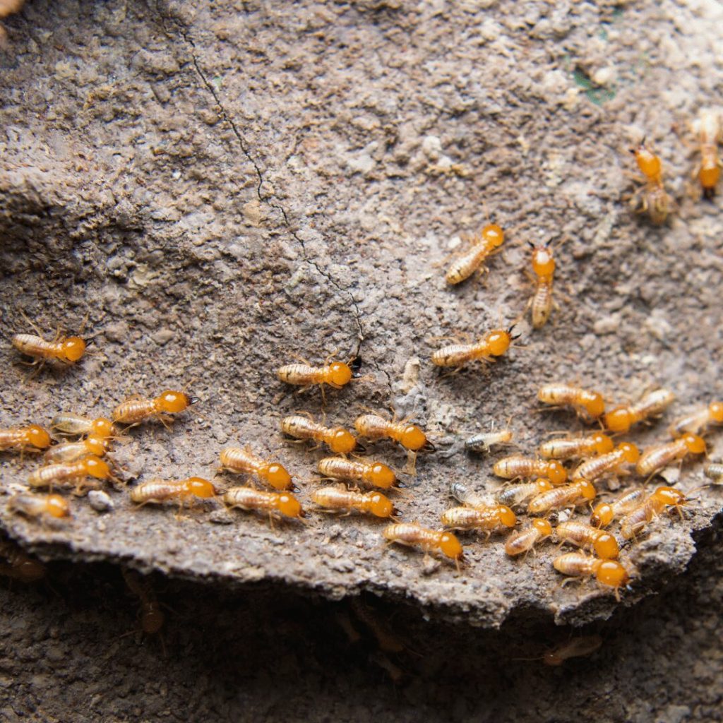 Termites swarming on wood
