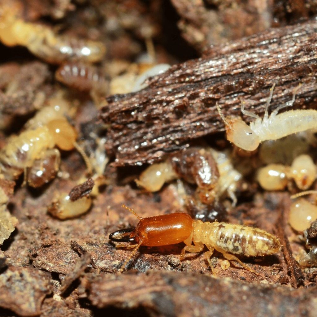 Termites inside a damaged wood nest