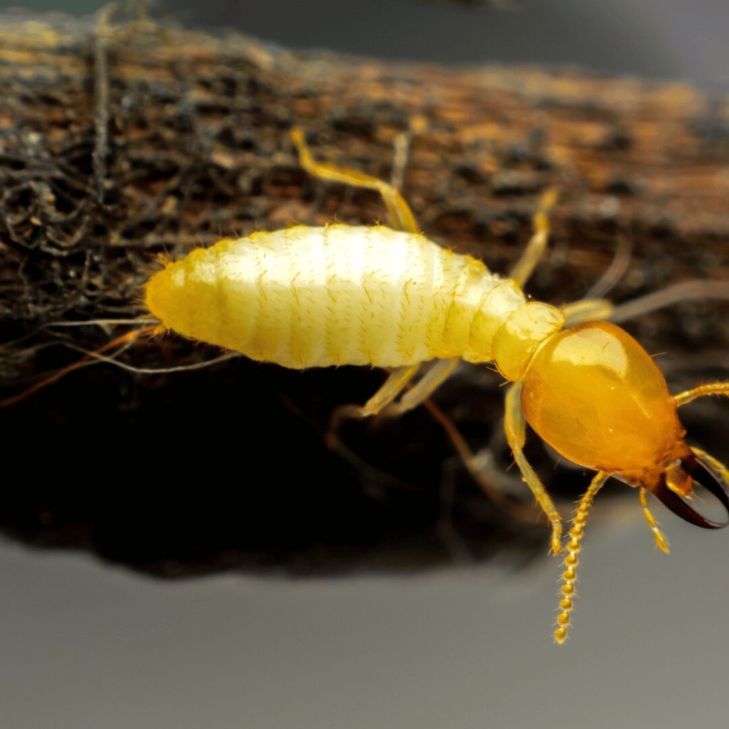 Close-up of a termite on wood