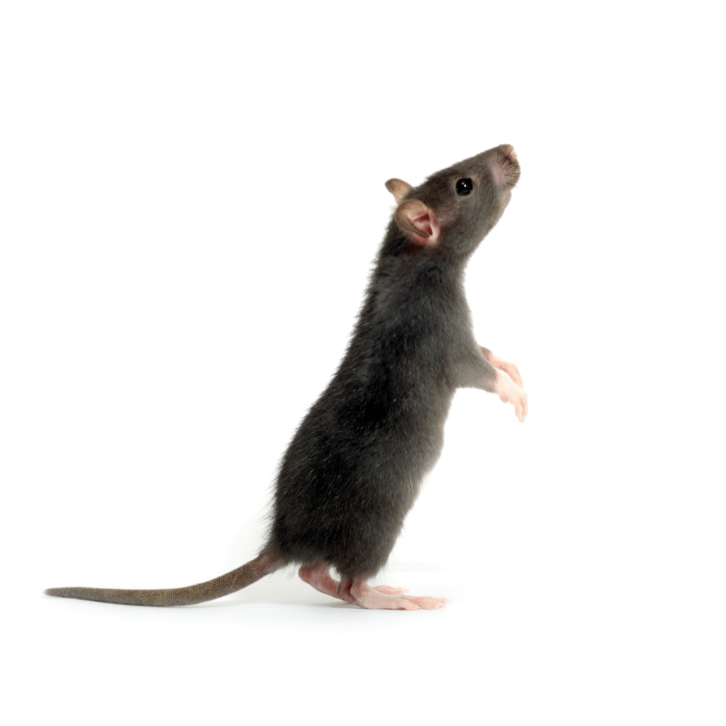 Black rat on a white background