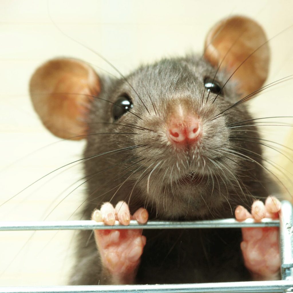 Rat peeking over a ledge