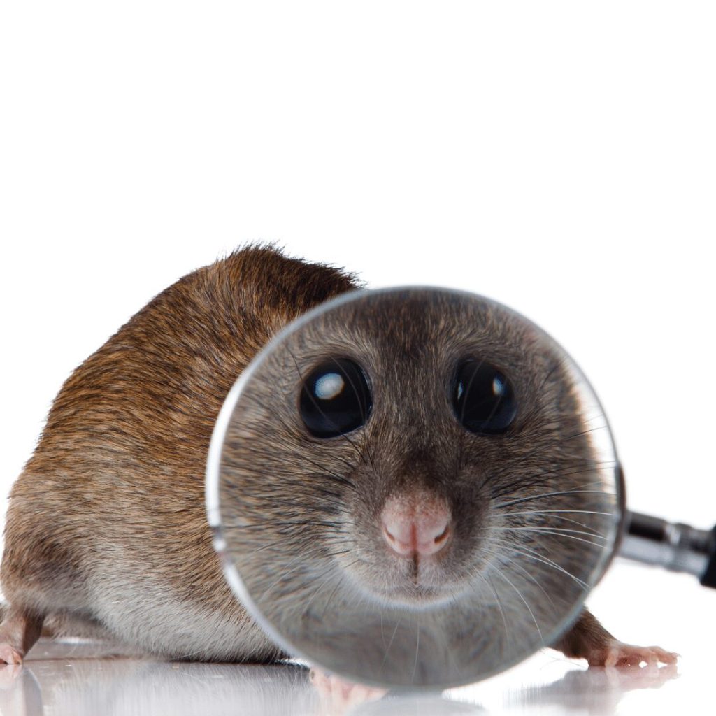 Rat examined through a magnifying glass