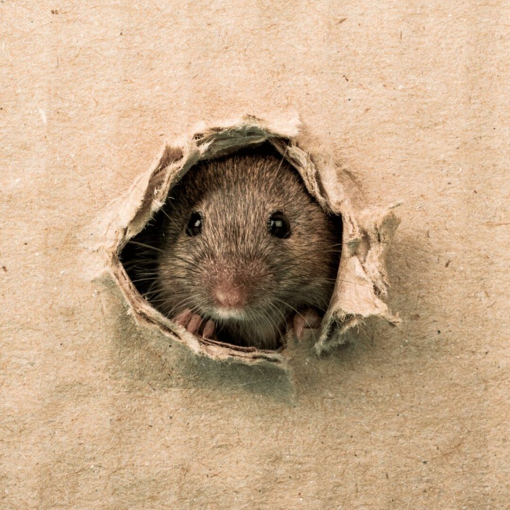 Mouse peeking through a hole in a wall