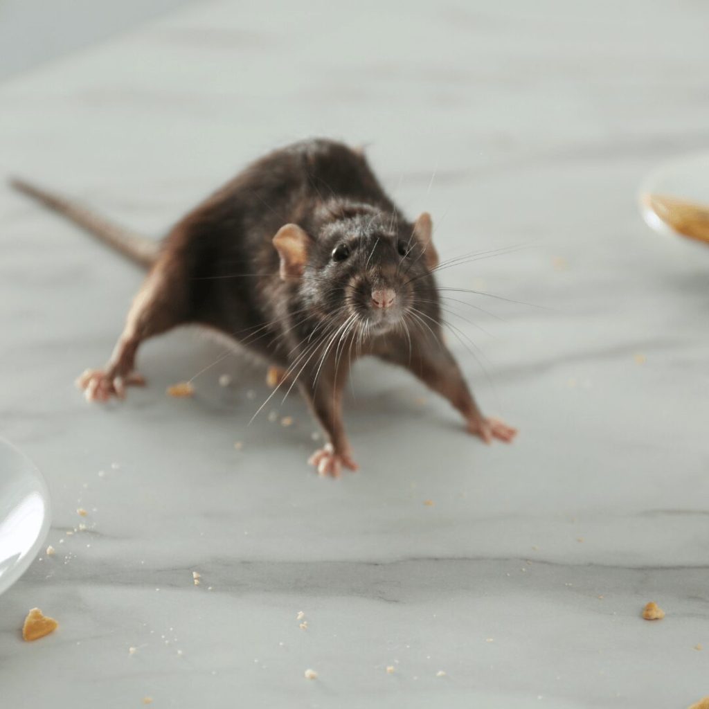 Rat on a floor indoors