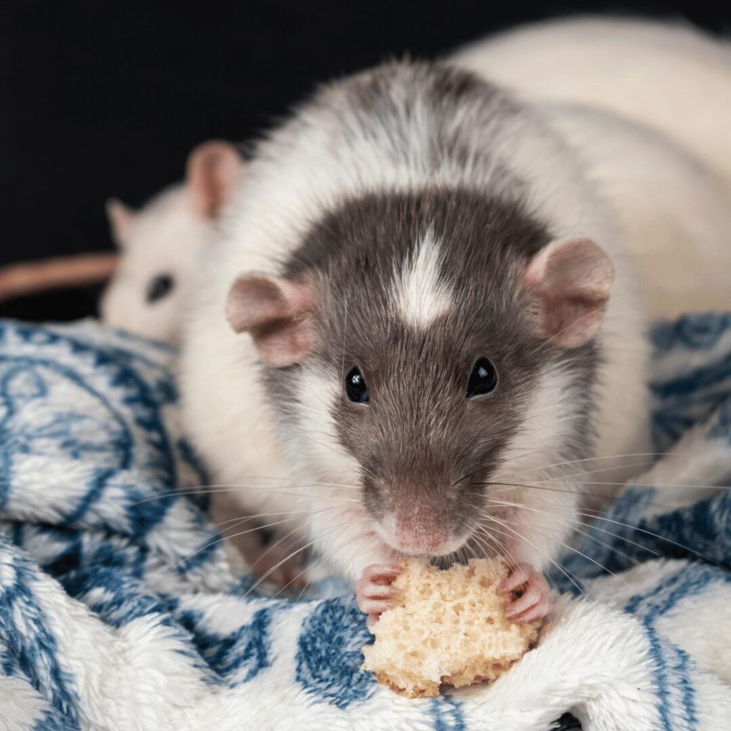 How to Eliminate Rats Quickly and Keep Them Out for Good