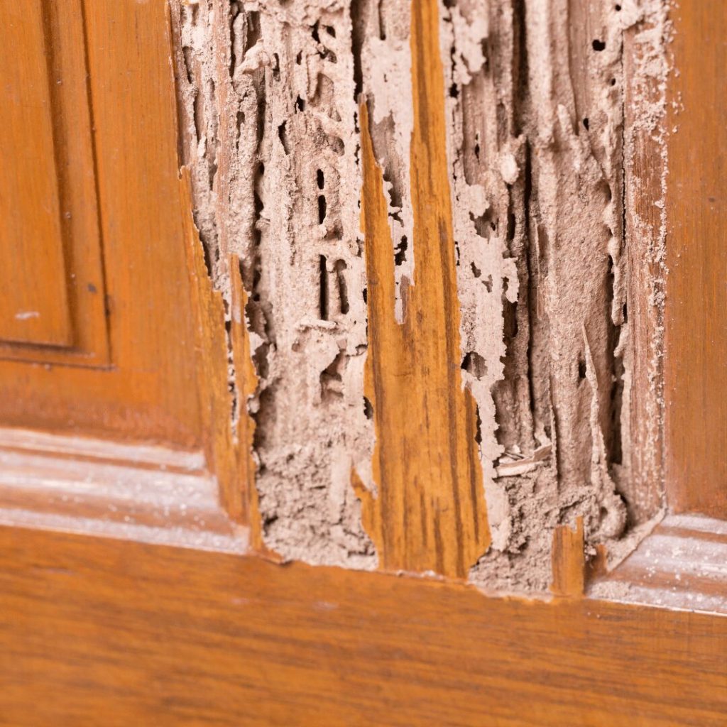 Termite damage on wooden door trim