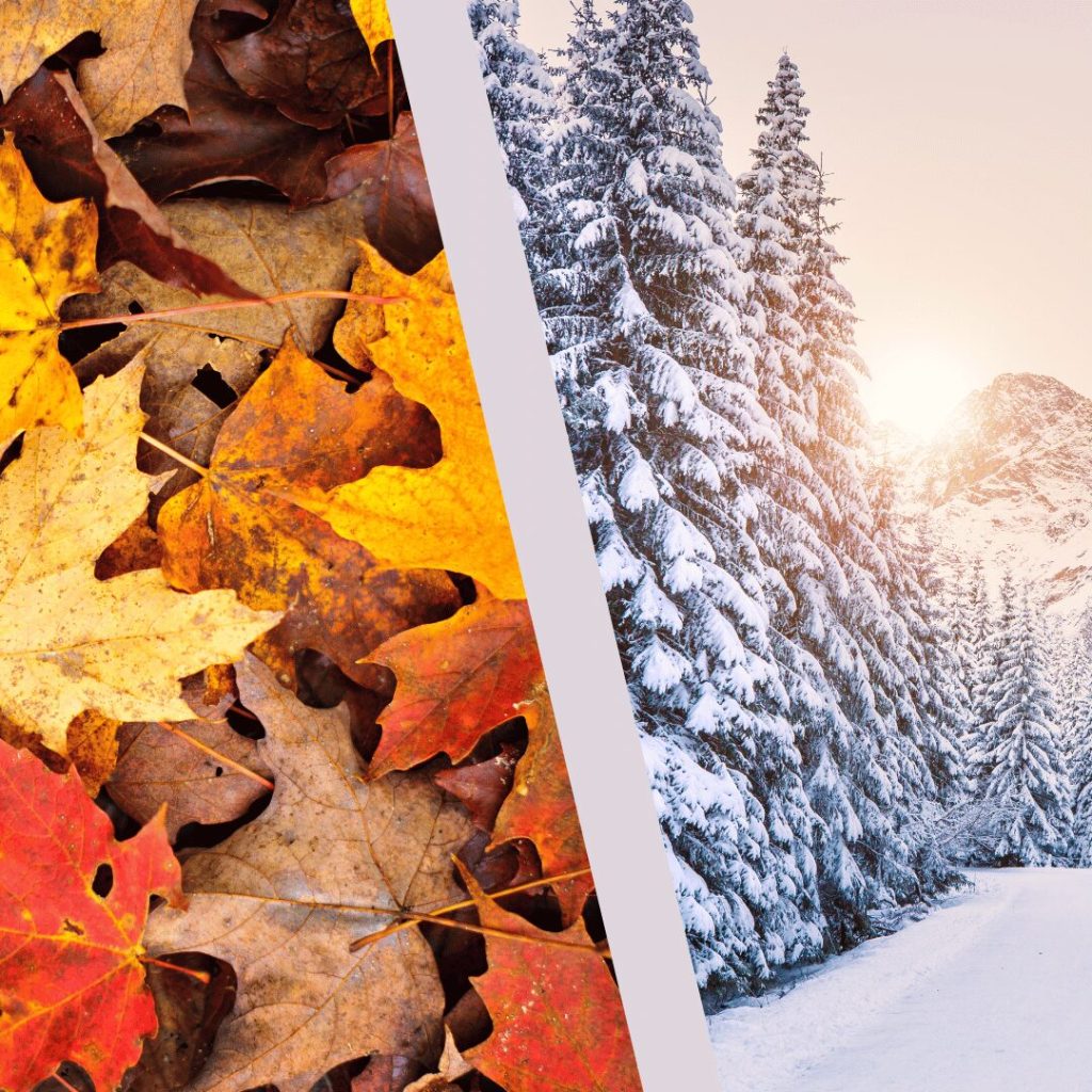 Autumn leaves and a snowy winter forest