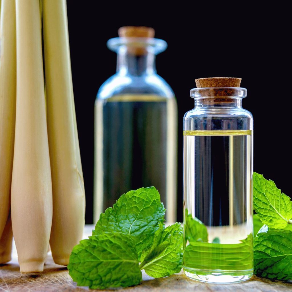 Peppermint oil bottles with fresh mint