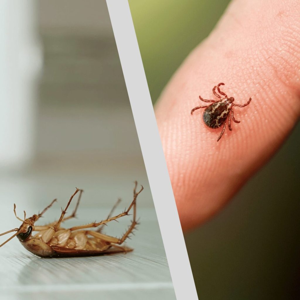 Dead cockroach and a tick on a fingertip