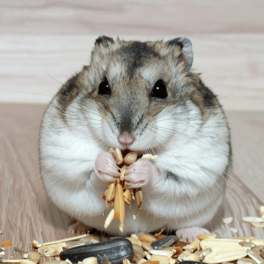 Rodent Removal from Attic: Expert Tips for Safe and Effective Rodent Control