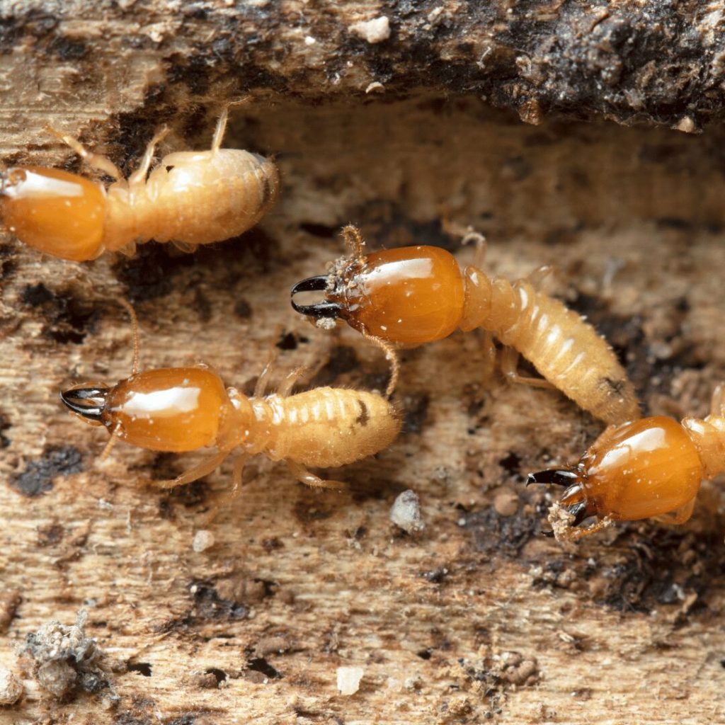 Termites crawling on wood