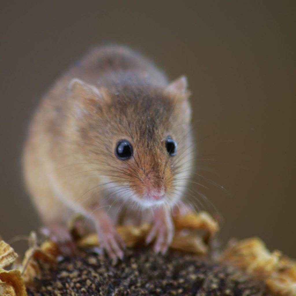 How to Get Rid of Mice in Your House