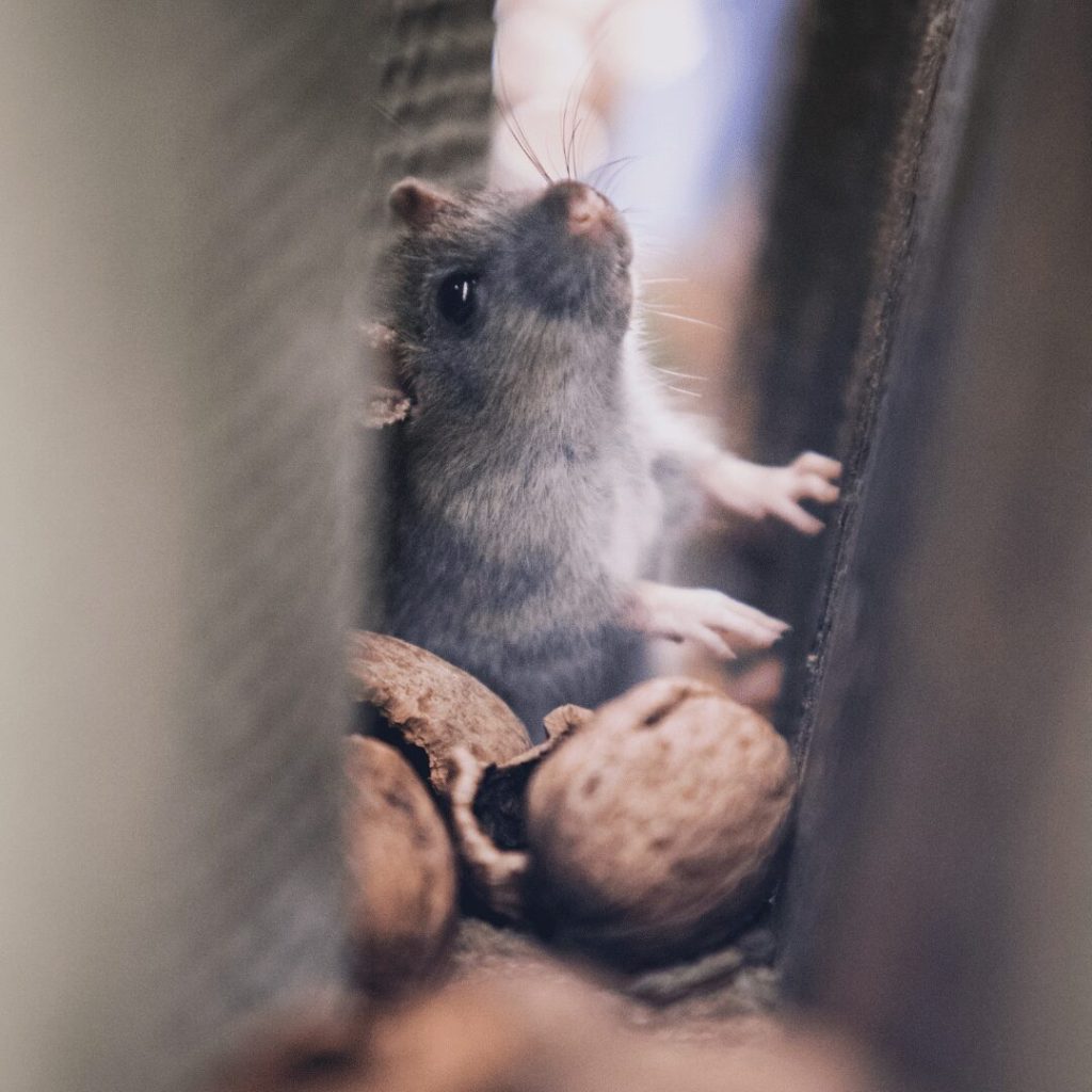 Mouse eating seeds inside a wall