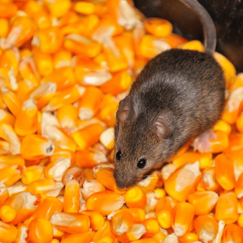 Mouse sitting on a pile of corn kernels
