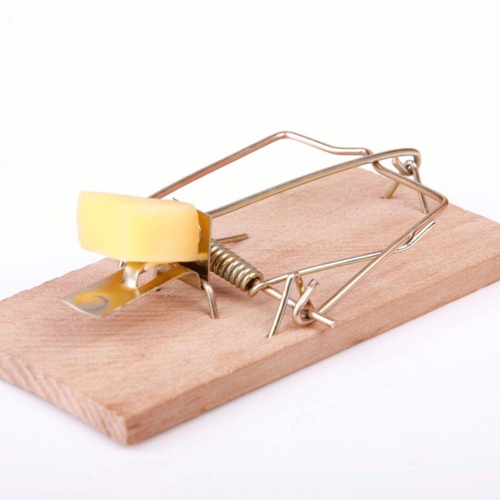 Snap trap baited with cheese
