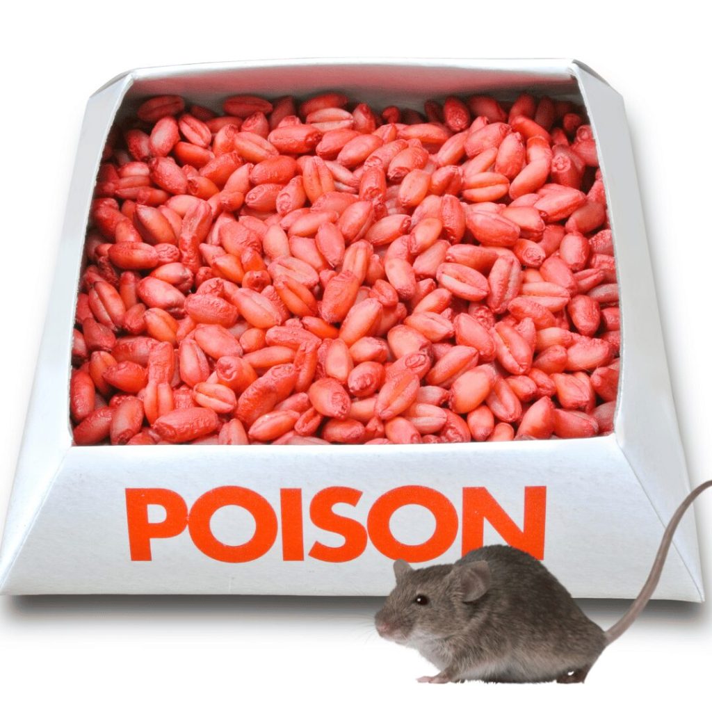 Tray of rodenticide bait pellets