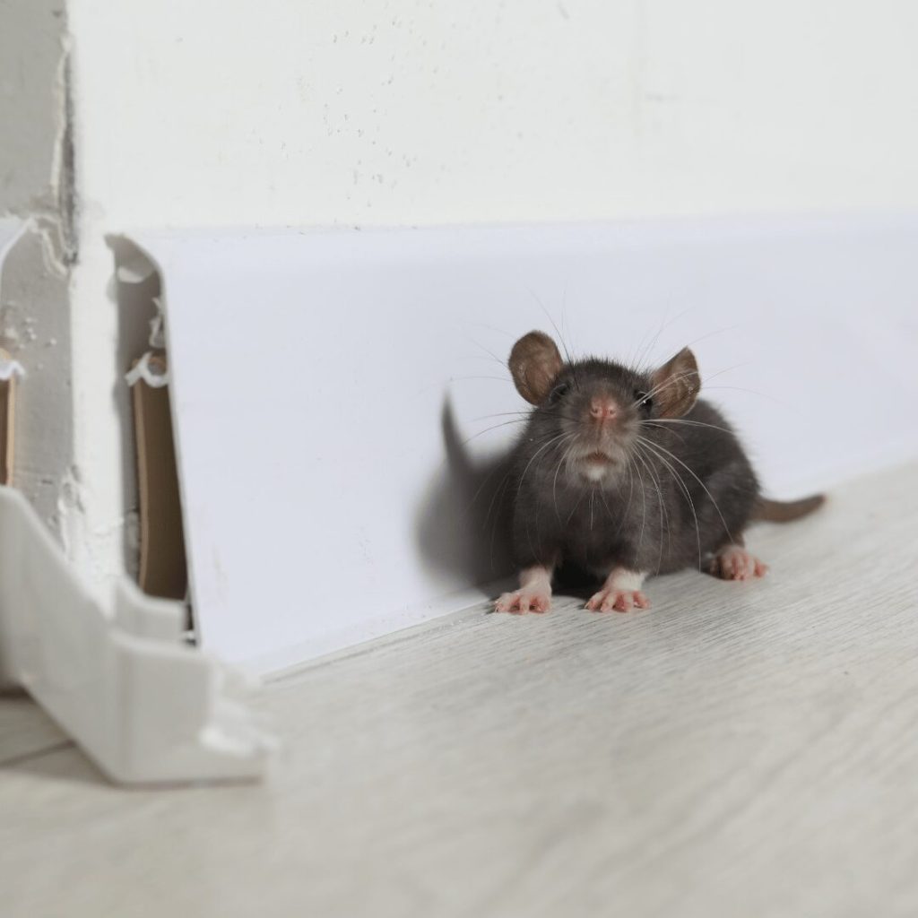 Mouse running along a baseboard