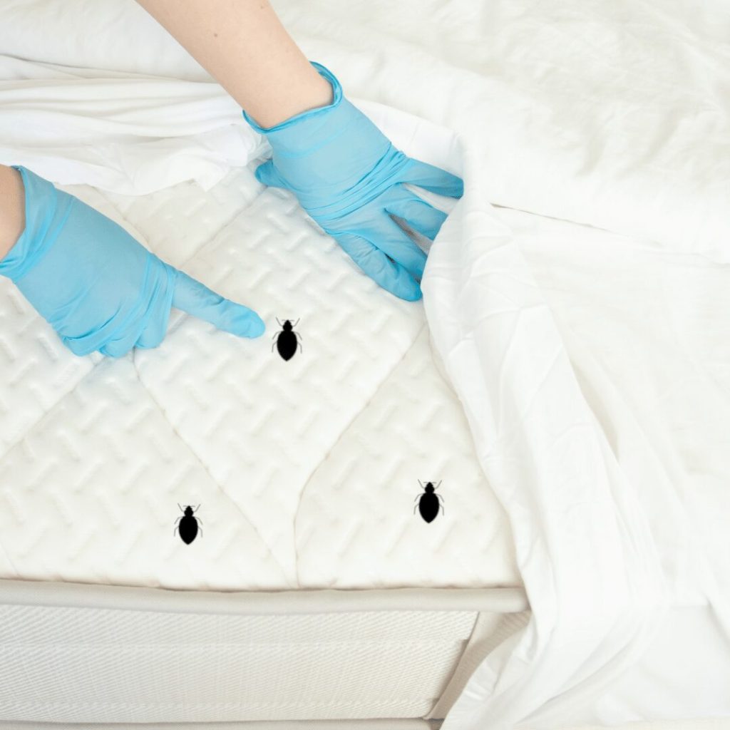 Getting Rid of Bed Bugs at Home: Expert Tips and Professional Solutions