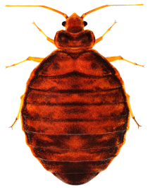 Close-up of a bed bug