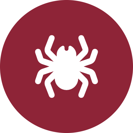 Spiders