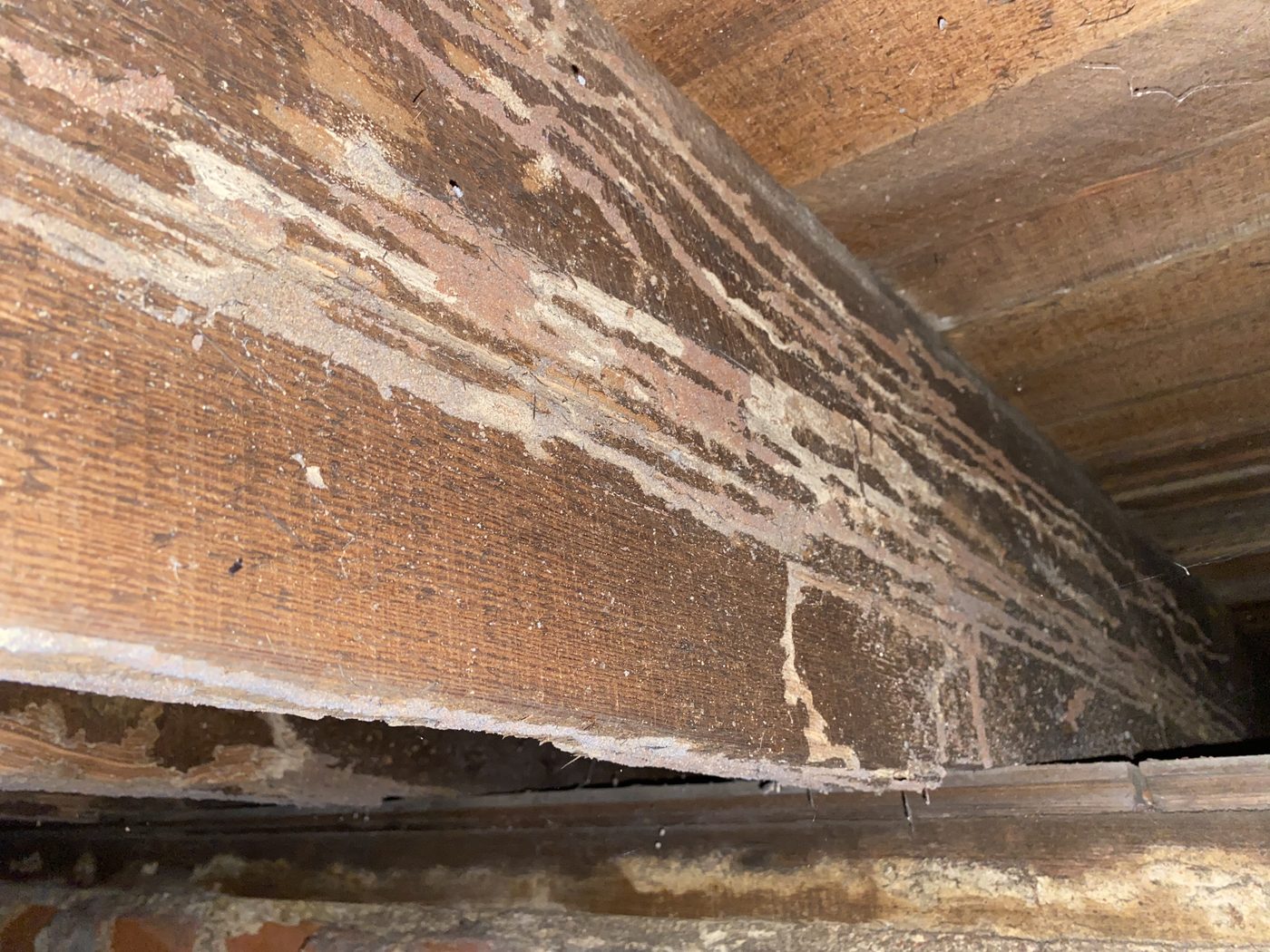 Termite damage eaten along the grain of a floor joist
