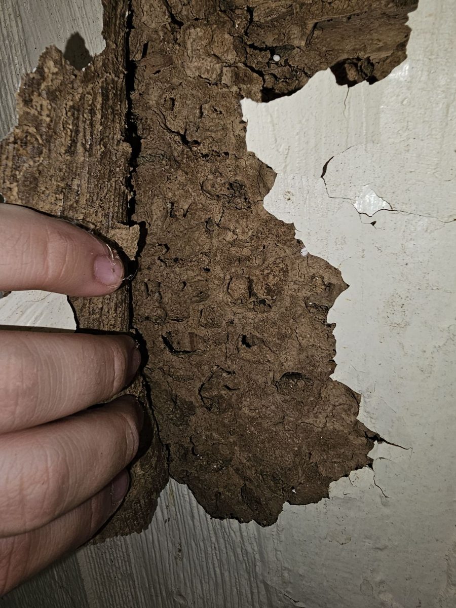 Termite damage behind painted wall siding