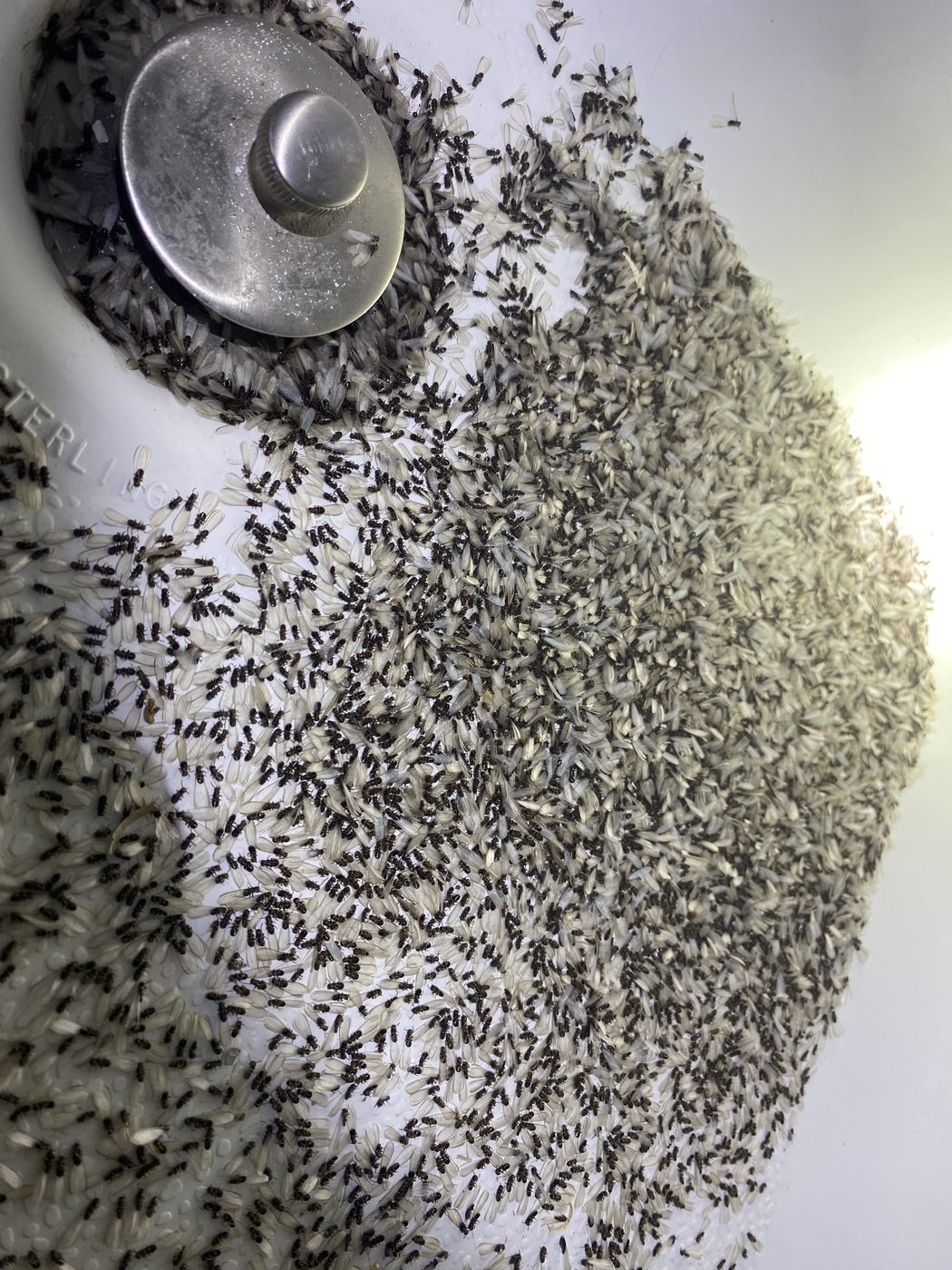 Hundreds of termite swarmers and discarded wings in a bathtub